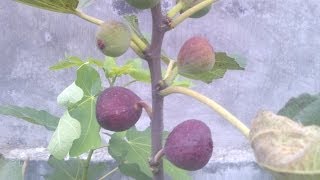 Fig tree on rainy season  Kondisi buah tin di awal musim penghujan update [upl. by Joaquin799]