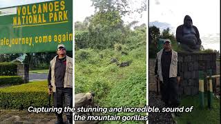 Close deadly encounter 27 monstrous mountain gorillas live sound gorillas rwandatravel travels [upl. by Aivilys]