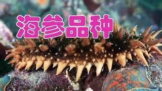 如何鉴别海参品种Sea cucumber varieties [upl. by Loss]