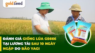 Đánh giá giống lúa GS666 tại Lương Tài sau 10 ngày ngập lụt do bão Yagi goldseed farming [upl. by Branham474]