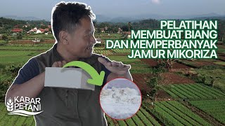 PELATIHAN MEMBUAT DAN MEMPERBANYAK JAMUR MIKORIZA  Kabar Petani [upl. by Lodi]