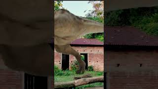 T Rex dinosaur short video trexchase jurassicparktrex jurassicworld dinasaur ashique [upl. by Sugna]