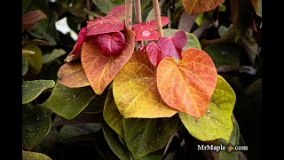 Cercis canadensis Hearts AFire Redbud [upl. by Diarmid]