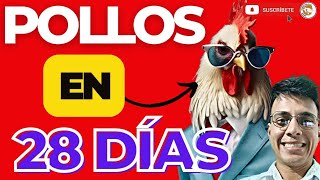 🤯 ¿Pollos de ENGORDE de 28 DIAS para ASADEROS 💪🏽 [upl. by Anwahsat254]