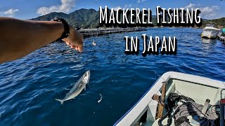 Mackerel Fishing in Japan Using Krill as Bait [upl. by Celeski]