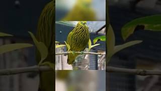 Golden fruit dove shorts [upl. by Derward]