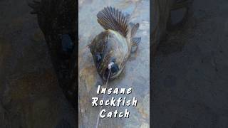 Catching rockfish in shallow water I had JUST waded through surffishing rockfish fishing [upl. by Darbie337]