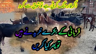 بکرے قربانی کے لیے تیار کرنے ہیں کون سی نسل کے👌❤️ [upl. by Rinee]