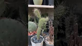 Cylindropuntia [upl. by Llednov]