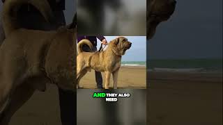 Meet the Kurdish Mastiff  The Strongest Dog Breed [upl. by Ruelu45]