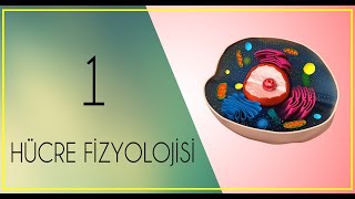 FİZYOLOJİ DERS NOTLARI 1 PART 1 Hücre Nedir [upl. by Goda298]