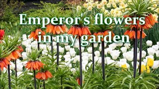 How Im planting and growing Fritillaria in my Garden Varieties of Fritillaries  Alexas Garden [upl. by Saucy]