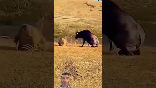 Wildlife Worldyoutubeshorts animals funny shorts [upl. by Ob]