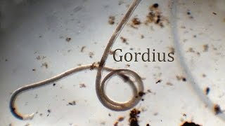 Gordius [upl. by Aicineohp]