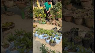 🦋একটি ছাদ বাগানের গল্প একটি বাগান কতো কথা বলে🥹The Story of roof Garden🪴garden fyp [upl. by Nomi]