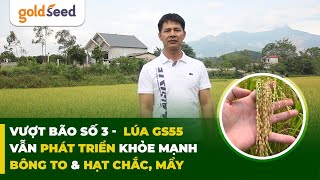 Vượt bão số 3  Lúa GS55 vẫn phát triển khỏe mạnh bông to amp hạt chắc mẩygoldseed farming [upl. by Ahsina]