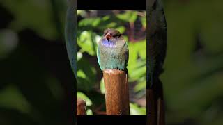 Oriental dollarbird voice for sleep 💤Nature with relaxation orientaldollarbirdsleep [upl. by Aisad]