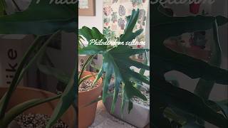 필로덴드론 신엽 나오는 모습 호프셀렘 키우기 Philodendron selloum 호프셀렘식물타임랩스 plant식집사 [upl. by Champ]