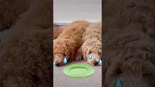 Goldendoodle puppy amp Labradoodle puppy are STARVING [upl. by Ynaffat]