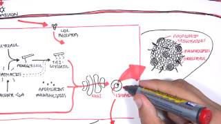 Physiology of Lipoproteins Cholesterol [upl. by Nnylyoj]