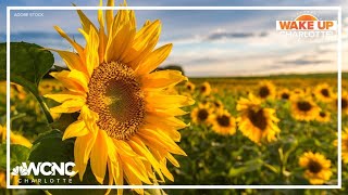 At the tail end of sunflower season some sunflower farms are looking to draw more visitors [upl. by Nnep187]