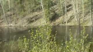 Alaskan Caribou Swimming in the ditch on the Tok cutoff Near Chistochina Alaska May 2013 [upl. by Ygief322]