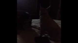 Jeordie White VINE video 17  Dog Had a Heart Attack [upl. by Nofets]