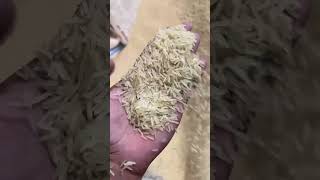 new crop parboiled 1509 1509 food rice 1million recipe okara [upl. by Kamillah]