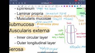 ติว Alimentary system part 12 midblock physio 2  rxcu85 [upl. by Okiron]