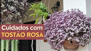 Como cuidar do Tostão Rosa [upl. by Evers]