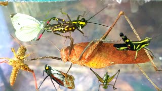 Im not lying❗look I caught a red katydid and a variety of beautifully colored grasshoppers [upl. by Annaiviv]