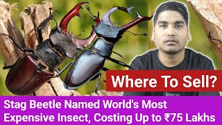 Stag Beetle Worth Up to ₹75 Lakh Whos Buying and Where to Sell MrYimkhong [upl. by Eigram]