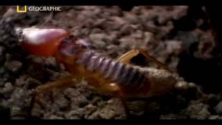 Matabele ants vs termite soldiers [upl. by Haskins]