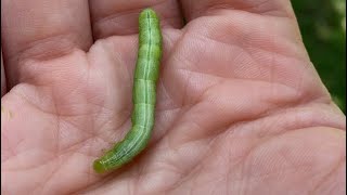 Can you spot the HORNWORM [upl. by Ebbarta]