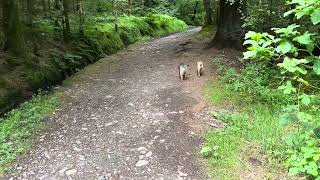 Charlie amp Peggy explore the woods around Loweswater [upl. by Bohman860]