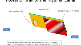 Inguinal canal [upl. by Aspasia438]