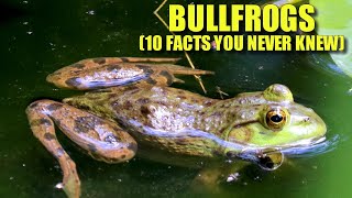 Bullfrog 🐸 10 FACTS You NEVER KNEW [upl. by Ycnalc801]