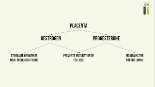 IGCSE Biology Revision  Part 5  Hormones During Pregnancy [upl. by Calhoun955]