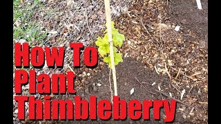 Planting Thimbleberries [upl. by Aikemehs]