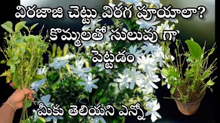 virajaji plant care  how to grow virajaji plant from cuttings in telugu [upl. by Pauwles]