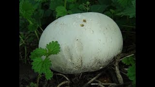 Giant Puffball Ring Calvatia gigantea Giant edible mushrooms UK [upl. by Nimesay349]