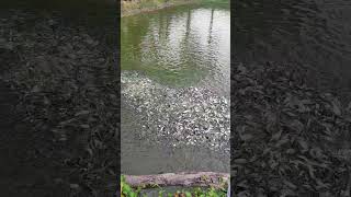 I am feeding the fish fish shorts viralvideo [upl. by Leisam]