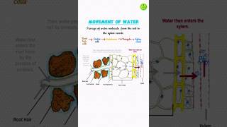 Movement of Water from the Soil to the Xylem Vessels [upl. by Ahsirat]