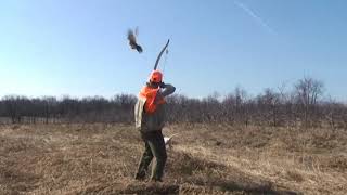 Traditional Recurve Bow Hunting Pheasant [upl. by Ediva]