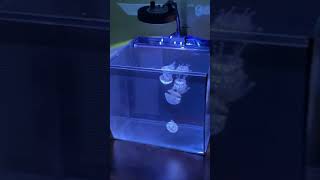 Pet Jellyfish In An Aquarium [upl. by Behre]