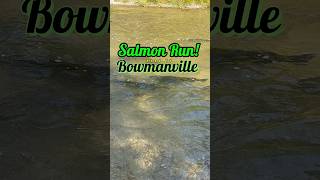 Salmon Run at Bowmanville nature fishing shorts [upl. by Delorenzo]