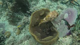 Porcupine Encounter Prickly Fish gives me the cold shoulder in Bahia de las Calderas Bani [upl. by Helene]