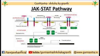 JAKSTAT Signaling pathway  Cell Signaling [upl. by Girardo739]