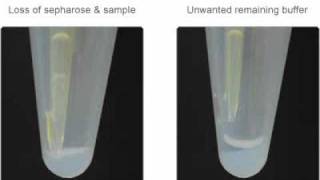 Avoid These Two Problems With Sepharose for Immunoprecipitation [upl. by Anitaf]