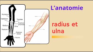 ostéologie du membre supérieur radius et ulna les os de lavant bras [upl. by Melonie]